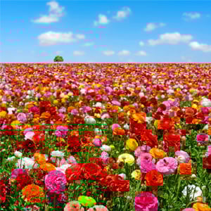 body_flowers