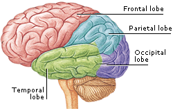 body_brain