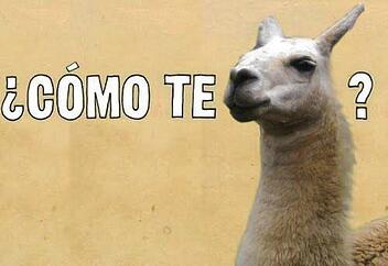 body_comotellama