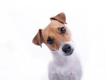 body_intrigueddog