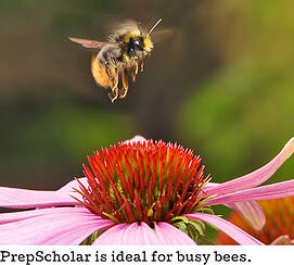 bee_and_flower
