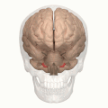 Cerebellum-Flocculonodular_lobe_-_animation- WIki LSDB