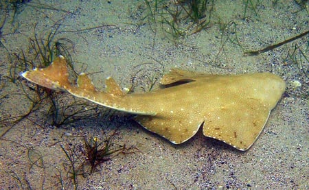 body-australian-angelshark