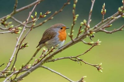 body-bird-cc0-pixabay