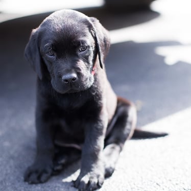 body-black-lab-puppy-cc0