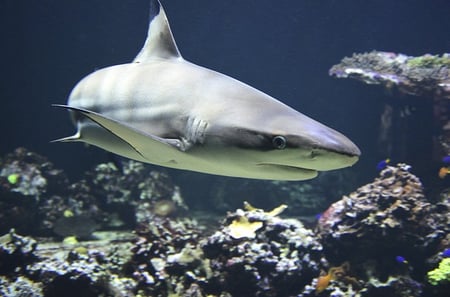 body-blacktip-reef-shark