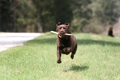 body-dog-fetch-return-pixabay-cc0