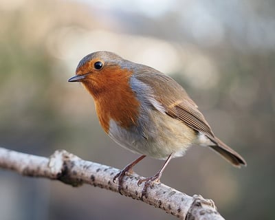 body-european-robin