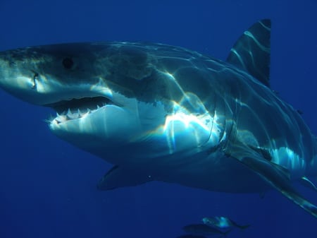 body-great-white-shark