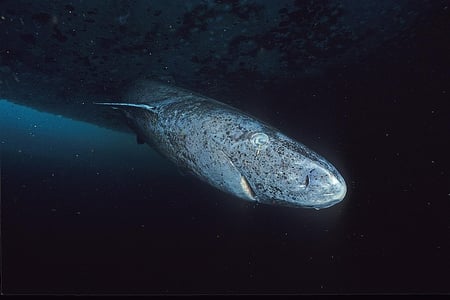 body-greenland-shark