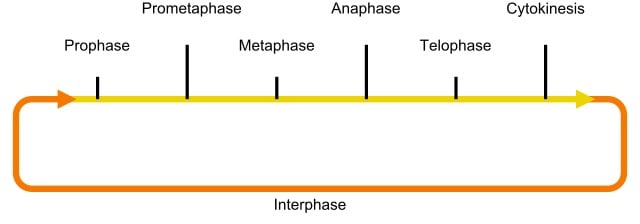 Transphase The 4 Mitosis Phases: Prophase, Metaphase, Anaphase, and Telophase