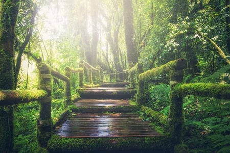 body-jungle-path-next-journey-cc0-pixabay