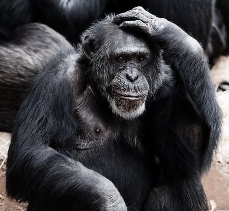 body-monkey-ape-confused-cc0-pixabay