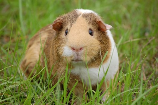 body_guineapig-1.jpg