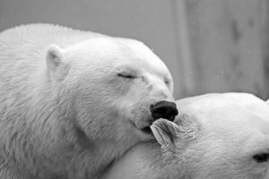 body_polarbearkiss-300x200