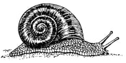 body_snail