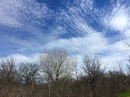 cirrocumulus