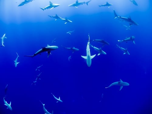 feature-school-of-sharks