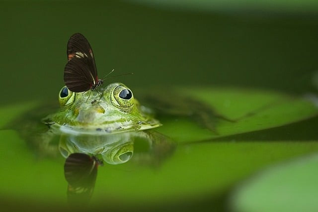 What Is Commensalism? Definition and Examples · PrepScholar
