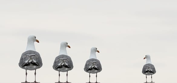 feature_gulls