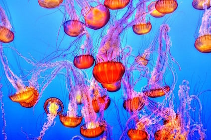 jellyfish-931714_640.jpg