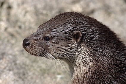 otter-1042063_640-1.jpg