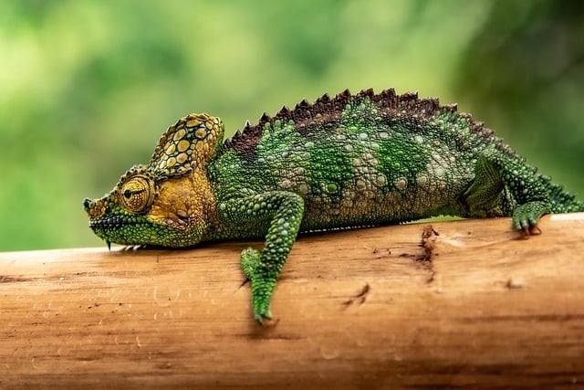 paulsadventures-chameleon-cc0