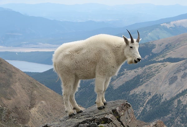 body_mountaingoat.jpg